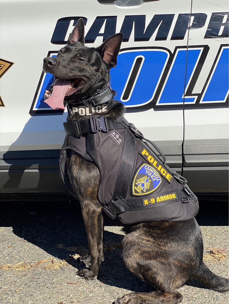 Smiles from Campbell Police K9 Koa