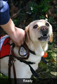 CA Rescue Dog Assoc visit their site