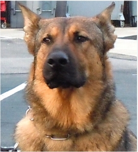 Click to read all about El Cerrito PD K9 King