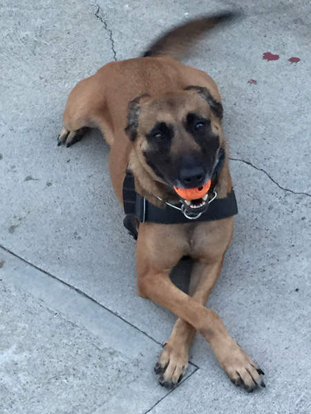 El Segundo Police K9 Roxy 