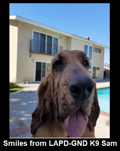 Donate to protect LAPD Gang and Narcotic Division K9 Sam