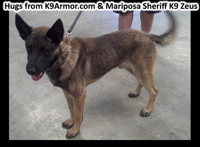 Mariposa Sheriff K9 Zeus