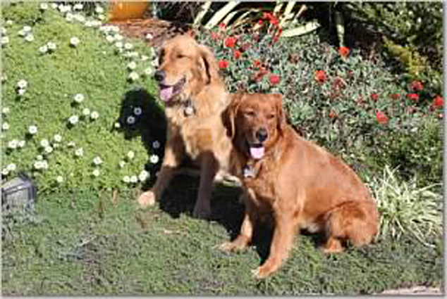 Thanks to Renee Bowler for donating in Loving Memory of Brody & Mia