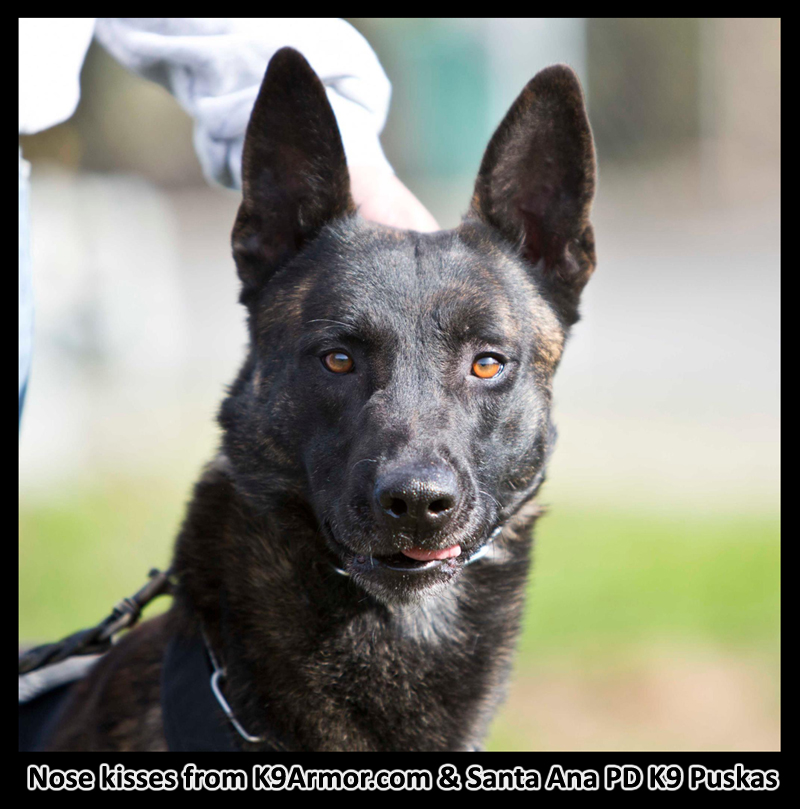 Nose kisses from K9Armor.com and Santa Ana PD K9 Puskas