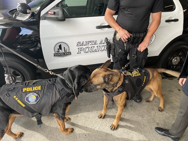 K9 Kisses from Santa Ana PD K9 Rosie and K9 Kuno