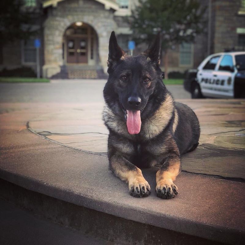 St Helena PD K9 Barrett