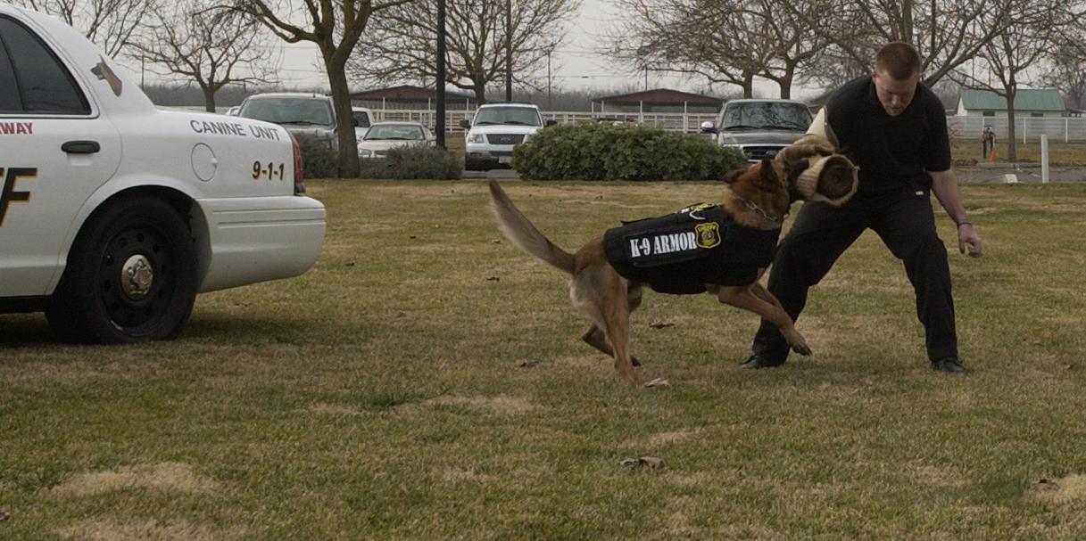 Stanislaus County Sheriff K9 Sergo. Donate for 3 new Stanislaus K9 Heroes