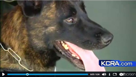 Click to play KCRA TV Ch3 News Clip K9 Armor for Stanislaus Sheriff K9 Sam