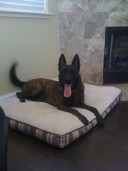 Stanislaus County Sheriff K-9 Sam. Photo by SCSO
