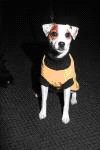 Thank you Vavadog