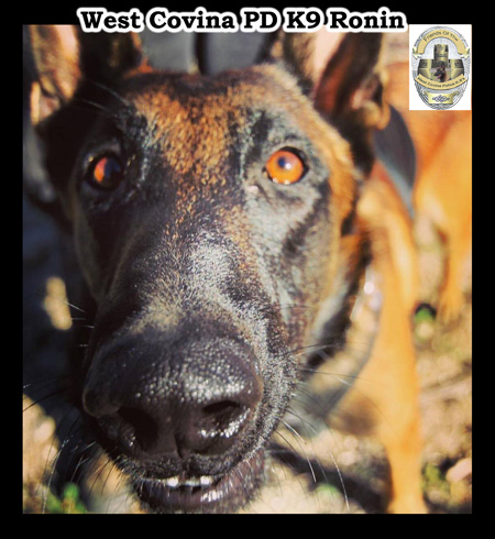 West Covina PD K9 Ronin