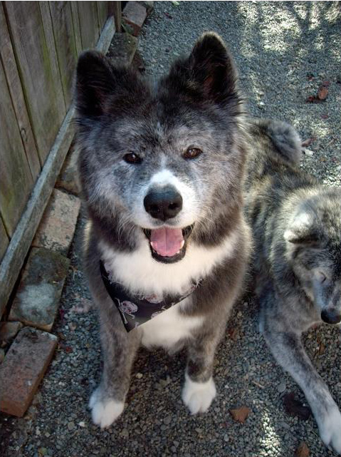 Thanks to Linda Wroth for sponsoring Ranger in loving memory of her Akita, Kashi